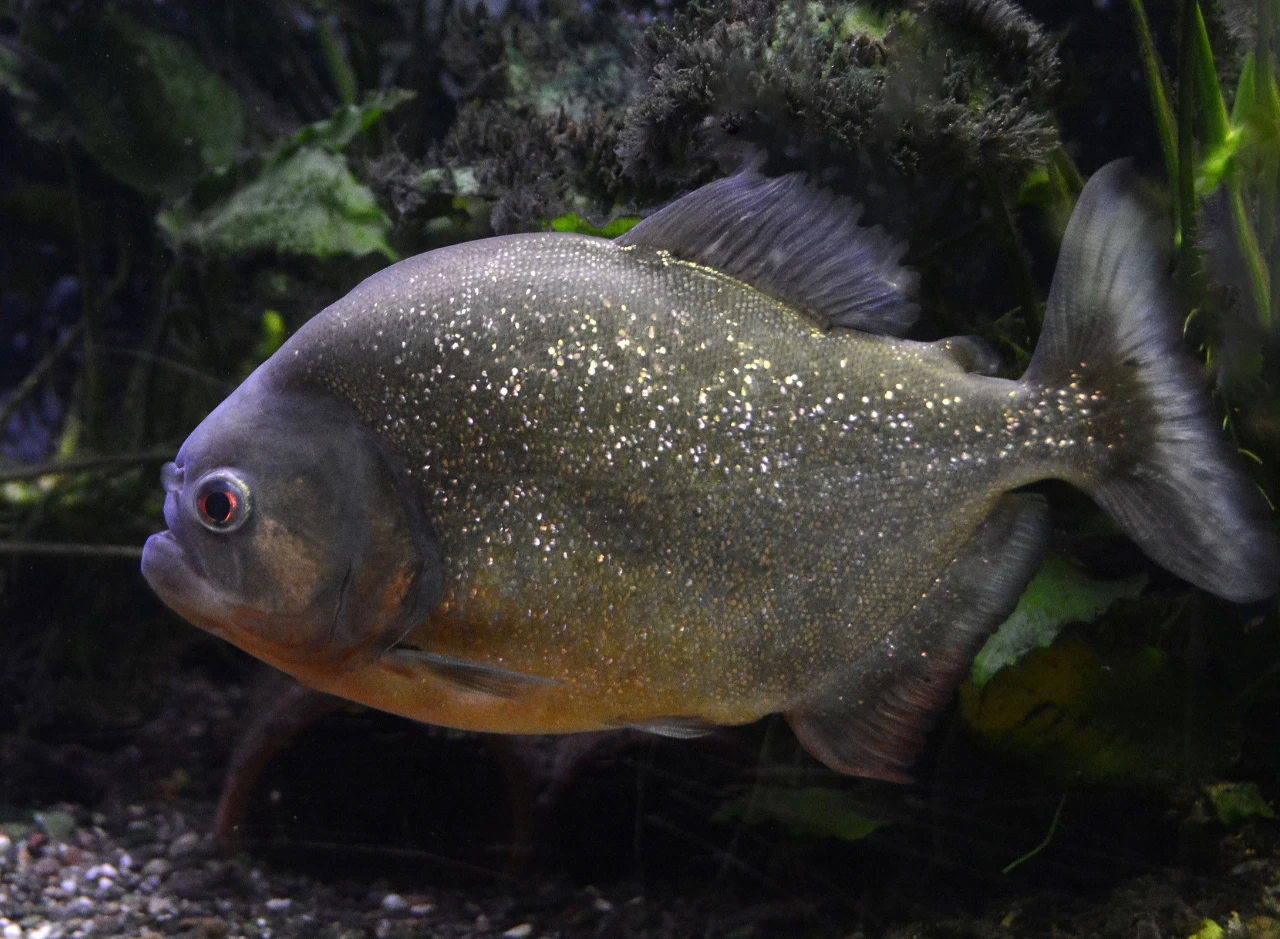 Fakta Menarik tentang Ikan Bawal yang Perlu Kamu Tahu